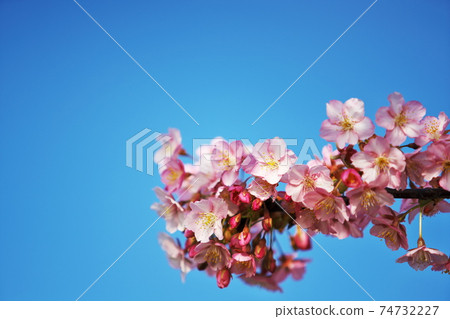 Blue sky where the pink of cherry blossoms shines 74732227