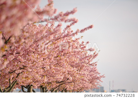 Kawazu cherry blossoms on the Edogawa riverbed 74732228
