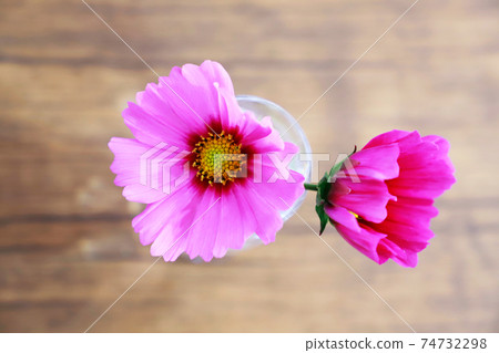 Pink cosmos 74732298
