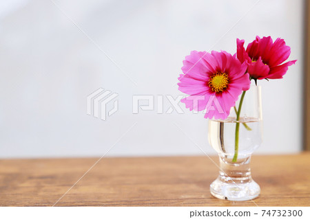 Pink cosmos Pink cosmos 74732300