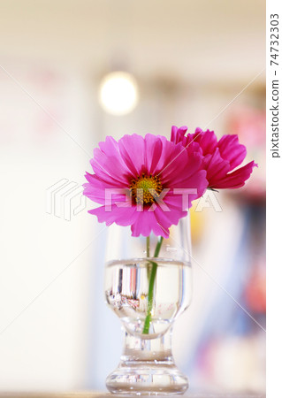 Pink cosmos Pink cosmos 74732303
