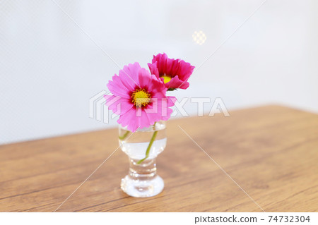 Pink cosmos Pink cosmos 74732304