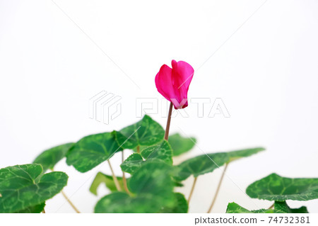 Green leaves with cyclamen and drops 74732381
