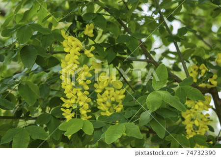 黃色吊花國王莎麗 74732390