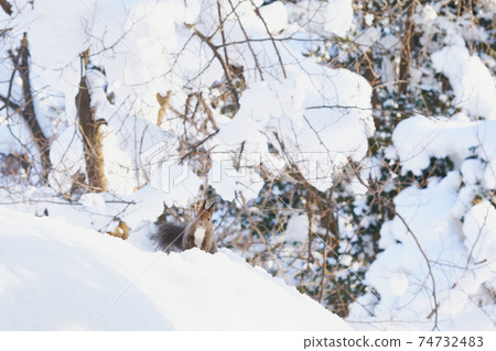 Winter Ezoris on snow 74732483