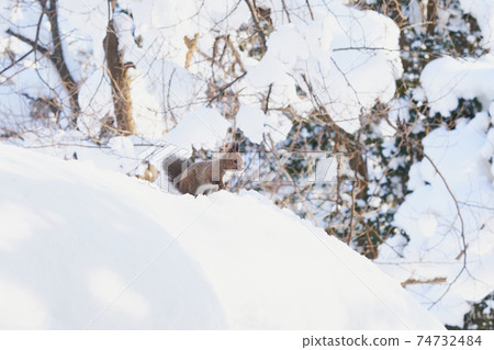 Winter Ezoris on snow Winter Ezoris on snow 74732484