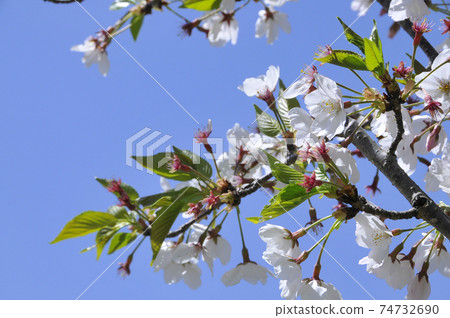 Wild cherry blossoms and fine weather Wild cherry blossoms and fine weather 74732690