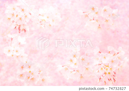 Sakura in full bloom, one side of cherry blossom wallpaper, cherry blossoms in full bloom, blizzard Sakura in full bloom, one side of cherry blossom wallpaper, cherry blossoms in full bloom, blizzard 74732827
