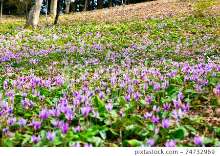 東京瑞穗町Sayama Katakuri no Sato 東京瑞穗町Sayama Katakuri no Sato 74732969