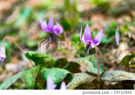 Mizuho Town, Tokyo Sayama Katakuri no Sato 74732984