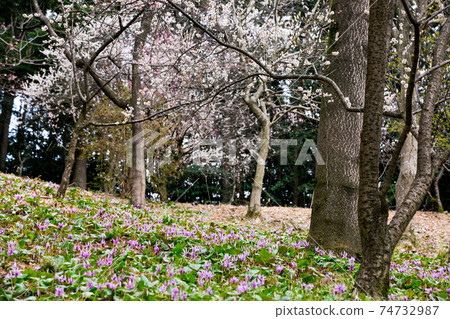 Mizuho Town, Tokyo Sayama Katakuri no Sato 74732987