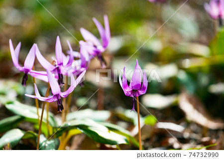 Mizuho Town, Tokyo Sayama Katakuri no Sato 74732990