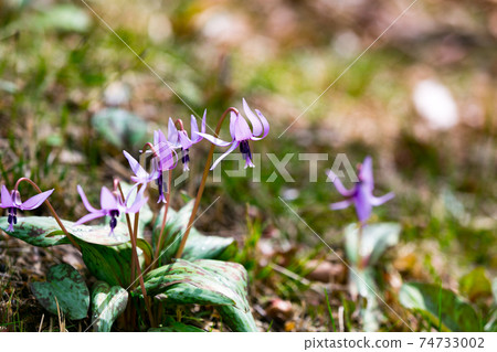 Mizuho Town, Tokyo Sayama Katakuri no Sato Mizuho Town, Tokyo Sayama Katakuri no Sato 74733002