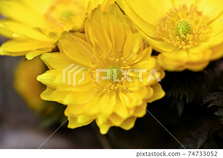 阿多尼斯 阿多尼斯 74733052