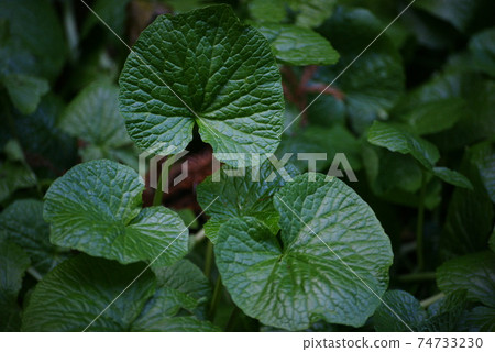 Wasabi leaves 74733230