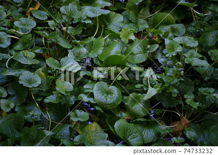 芥末葉 芥末葉 74733232