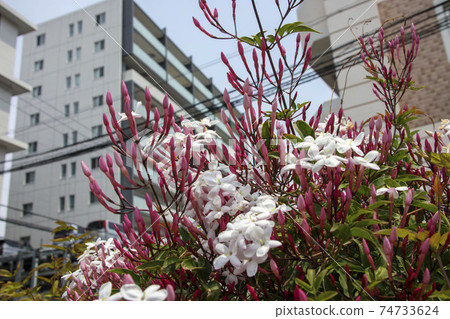 小白花茉莉花 小白花茉莉花 74733624