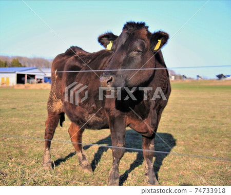 牛(日本黑毛) 牛(日本黑毛) 74733918