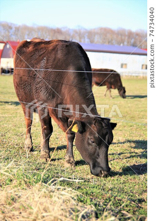 牛（日本黑毛） 74734040