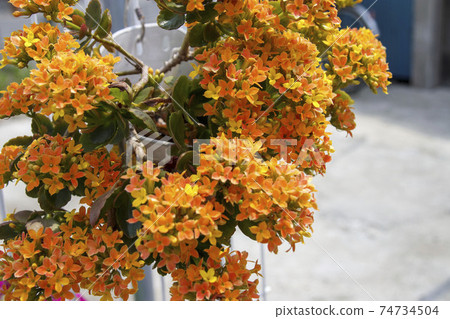Small orange flower Kalanchoe Small orange flower Kalanchoe 74734504