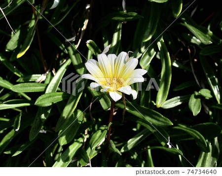 Jogashima Gazania Jogashima Gazania 74734640