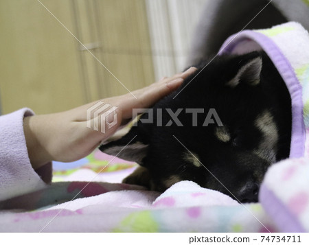 A puppy that sleeps soundly 74734711