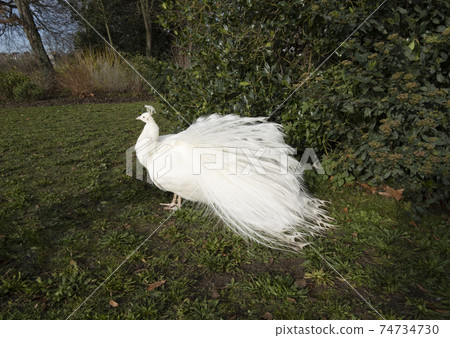 Beautiful white feathered peacock on green winter grass, big wild bird walking proudly in the park natural background image, wild creature with eye-spotted feathers 74734730