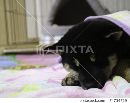 一隻熟睡的小狗 一隻熟睡的小狗 74734739