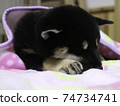 一隻熟睡的小狗 74734741