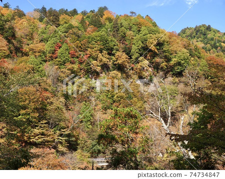 To木縣日光市Okukinu海濱長廊上的秋葉3 To木縣日光市Okukinu海濱長廊上的秋葉3 74734847