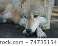 Tired and depressed wolf 74735154