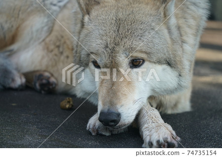 疲憊和沮喪的狼 74735154