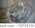 Up of a tiger with an open mouth 74735156