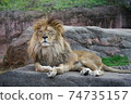Old and tired male lion 74735157