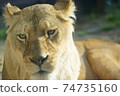 Face-up female lion 74735160