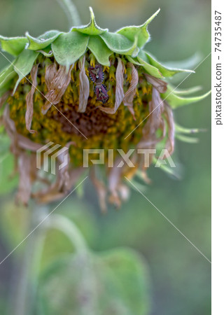 Sunflower and a bug Sunflower and a bug 74735487