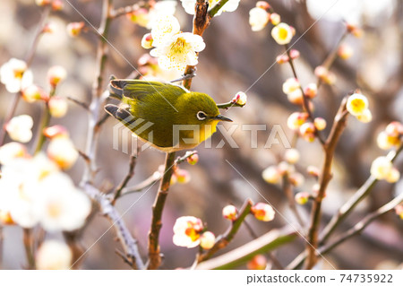 Mejiro and plum blossoms 74735922