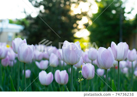 Garden with amazing light tulips, tulip field Garden with amazing light tulips, tulip field 74736238