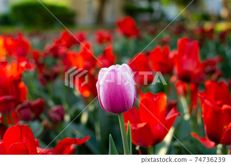 Amazing red tulips garden with purple tulip close up, beautiful spring time Amazing red tulips garden with purple tulip close up, beautiful spring time 74736239