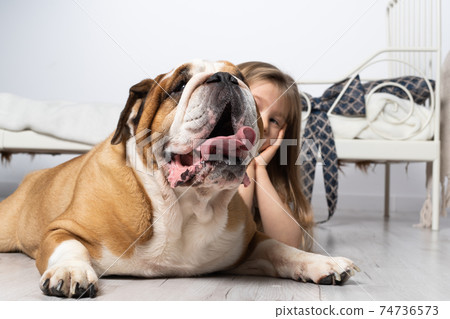 A young girl in a bedroom, sitting on the floor with her dog and stroking him. Child and dog. The English Bulldog is a purebred dog with a pedigree. A young girl in a bedroom, sitting on the floor with her dog and stroking him. Child and dog. The English Bulldog is a purebred dog with a pedigree. 74736573