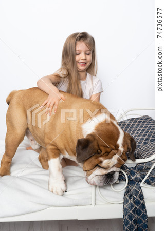 A young girl in a bedroom, sitting on the floor with her dog and stroking him. Child and dog. The English Bulldog is a purebred dog with a pedigree. 74736577
