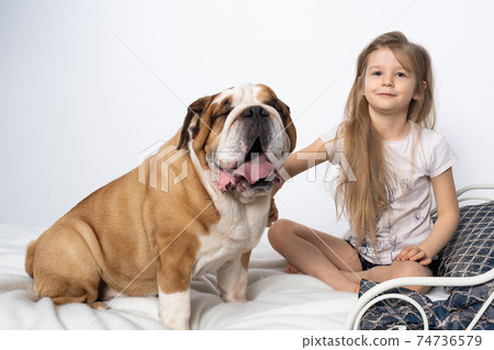 An English bulldog is standing by the bed and his beloved little girl is sitting on the bed to play with. A little girl and her four-legged pet. An English bulldog is standing by the bed and his beloved little girl is sitting on the bed to play with. A little girl and her four-legged pet. 74736579
