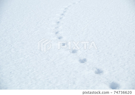 Equally spaced footprints on the white flat surface of fresh snow Equally spaced footprints on the white flat surface of fresh snow 74736620