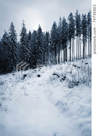 winter snowy after calamitous forest 74736863