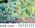Plant chili 74737155