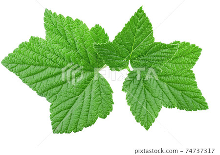 Currant leaf isolated on white background. 74737317