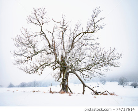 Mystic tree in fog on a dark winter day. Heavy misty clouds 74737614