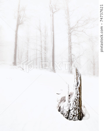Winter landscape, forest snowy winter trees in cloudy winte Winter landscape, forest snowy winter trees in cloudy winte 74737621