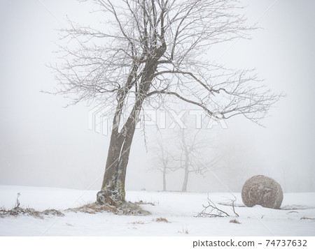 Abandoned bales of hay laying in the snow on farm field. Single tree 74737632