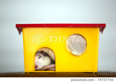 Closeup of funny white domestic rat with long whiskers sleeping in yellow plastic pet house. 74737750